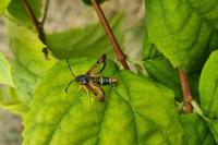 Pyropteron chrysidiforme