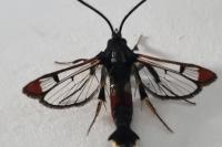 Synanthedon formicaeformis