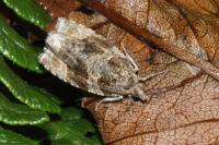 Orthotaenia undulana