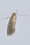 Crassa tinctella