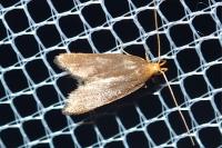 Eurodachtha pallicornella