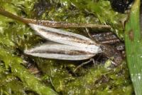 Mirificarma interrupta