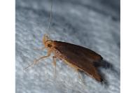 Eurodachtha pallicornella