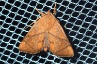 Apoda limacodes