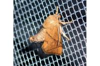Apoda limacodes