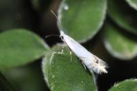 Leucoptera