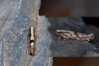 Argyresthia conjugella