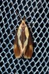 Harpella forficella