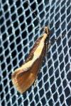 Harpella forficella