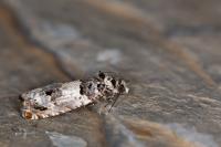 Epinotia thapsiana