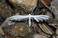 Pterophorus pentadactylus