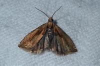 Eucosma