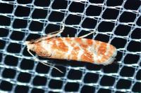 Rhyacionia pinicolana