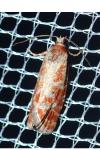 Rhyacionia pinicolana
