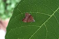 Choreutis nemorana