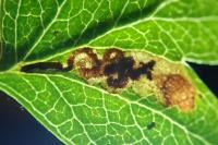 Stigmella perpygmaeella