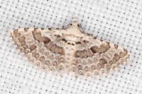 Alucita palodactyla