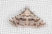 Alucita palodactyla