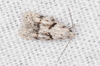 Symmoca signatella