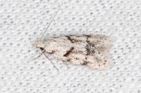 Symmoca signatella