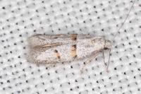 Symmocoides oxybiella