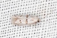 Symmocoides oxybiella