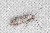 Symmocoides oxybiella