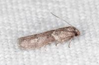 Blastobasis glandulella