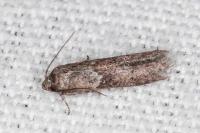 Blastobasis glandulella