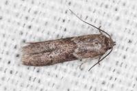 Blastobasis glandulella