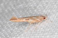 Pyroderces argyrogrammos