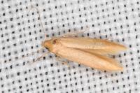 Haplochrois ochraceella