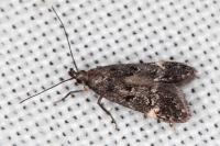 Dichomeris alacella