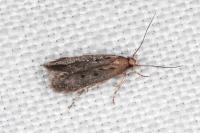 Stomopteryx