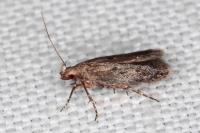 Stomopteryx