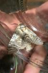 Cossus cossus