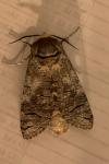 Cossus cossus