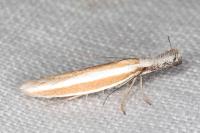 Pleurota aristella
