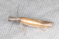 Pleurota aristella