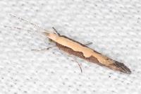 Plutella xylostella