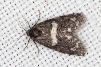 Penestoglossa gallica