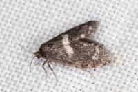 Penestoglossa gallica
