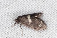 Penestoglossa gallica