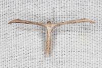 Emmelina monodactyla