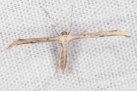 Emmelina monodactyla
