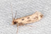 Anomalotinea liguriella