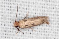 Anomalotinea liguriella