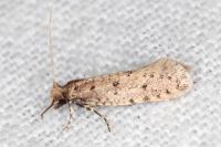 Ateliotum petrinella