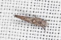Zelleria oleastrella