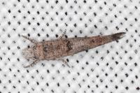 Zelleria oleastrella